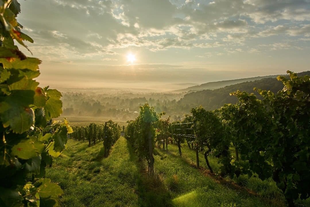 Weinberge in der Morgen-Sonne, September 2017