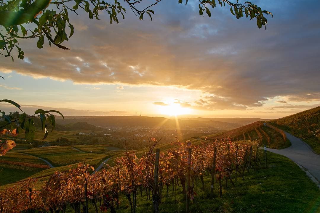 Weinberge im Sonnenuntergang, Oktober 2017