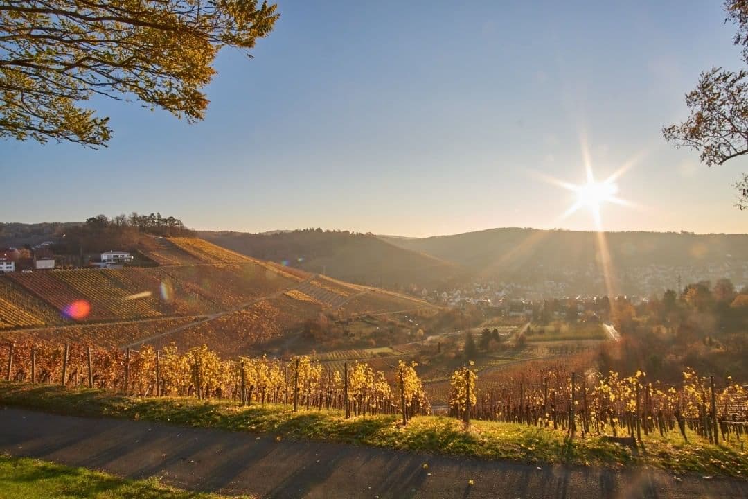 Weinberge bei Sonnenaufgang, November 2018